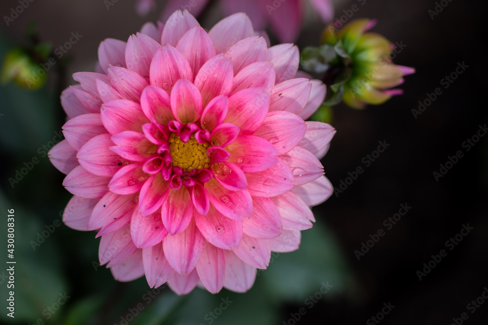 Fototapeta premium macro of pink flower with yellow center