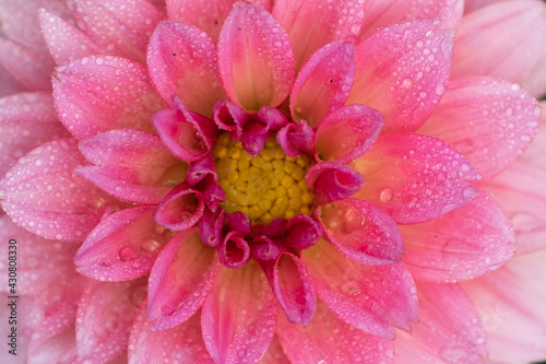 macro of pink flower with water drops