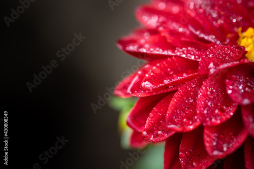 red flower pedals