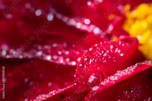 macro of water drops on red flower