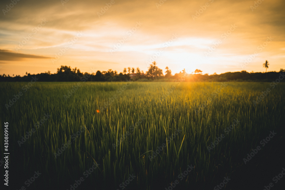 sunset over the rice paddy field
