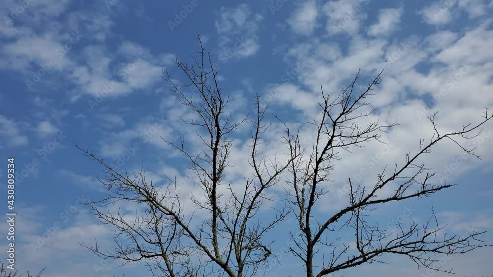 Garden with withered tree and fruit tree in bloom at background of blue sky with white clouds. Contrast of dead branched and live blooming trees. Gardening disease Garden with withered tree and fruit tree in bloom at background of blue sky with white clouds. Contrast of dead branched and live blooming trees. Gardening disease