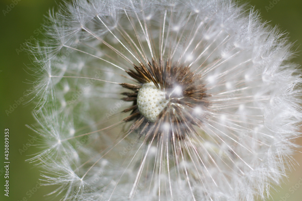 Obraz premium Pusteblume als Makroaufnahme im Garten