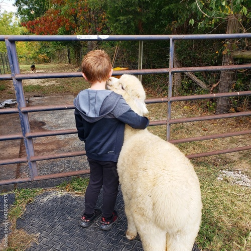 child and alpaca