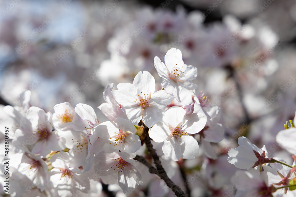 桜