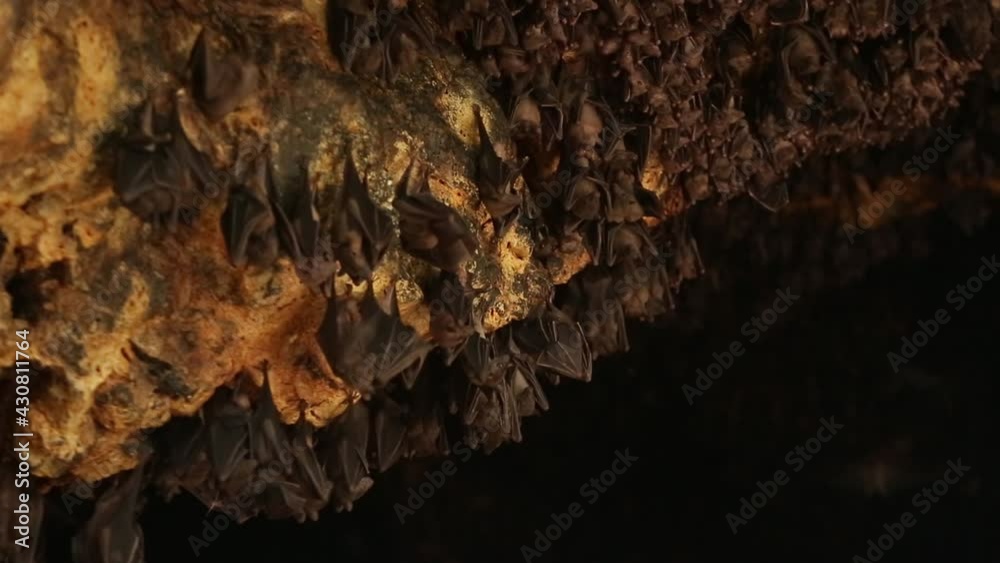 Bats in cave during daylight. Normal perspective. Bats are a group of ... Biology Diagrams