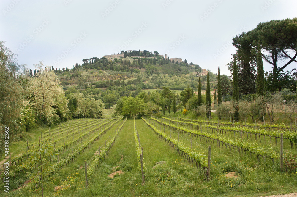 Vineyards and landscapes of the Italian province.