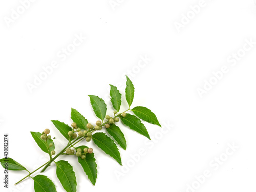 Herbs, Neem leaves and green seeds, isolated on white background.
