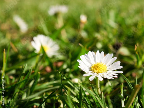 beautiful wild daisy on the field