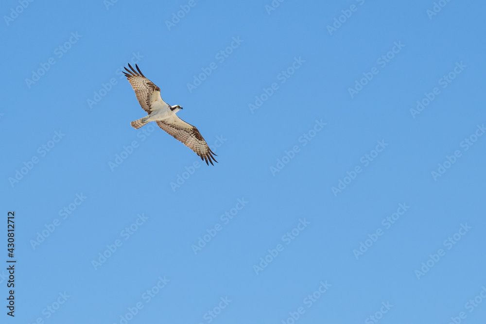 Obraz premium Osprey in Flight over the Gulf of Mexico at Gulf Shores, Alabama, USA