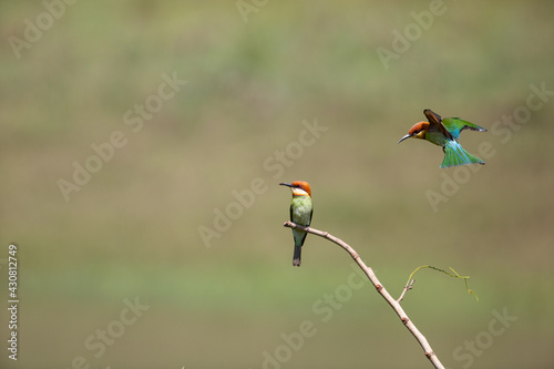 Chestnut Bee-eater during breeding seasaon at Khaoyai National Park of Thailand. These photos were taken during April 15-17,2021. photo