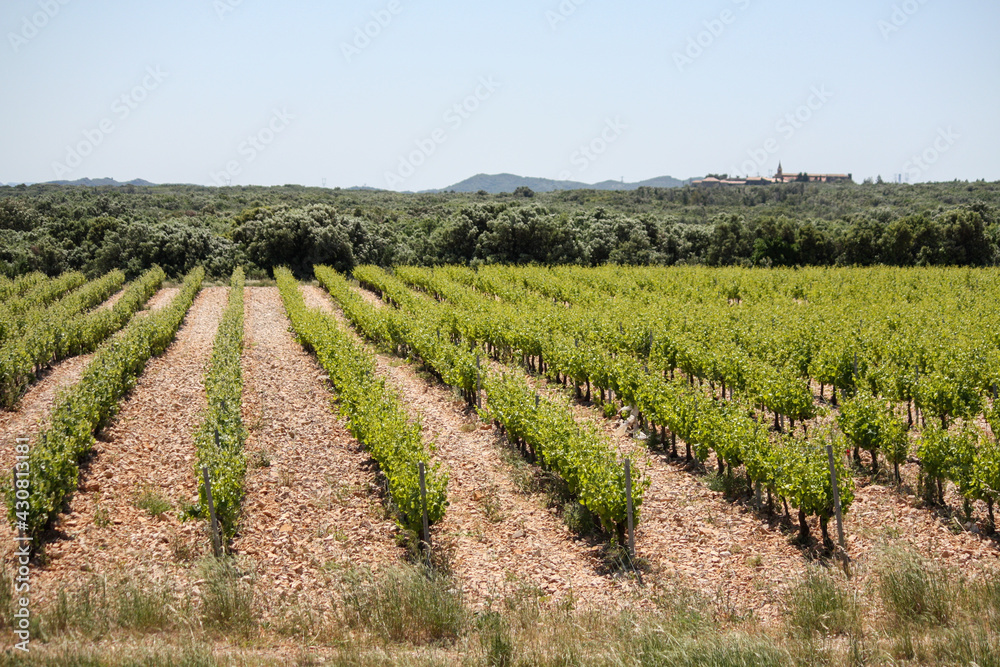 Rows of vines in vineyard, Provence, France