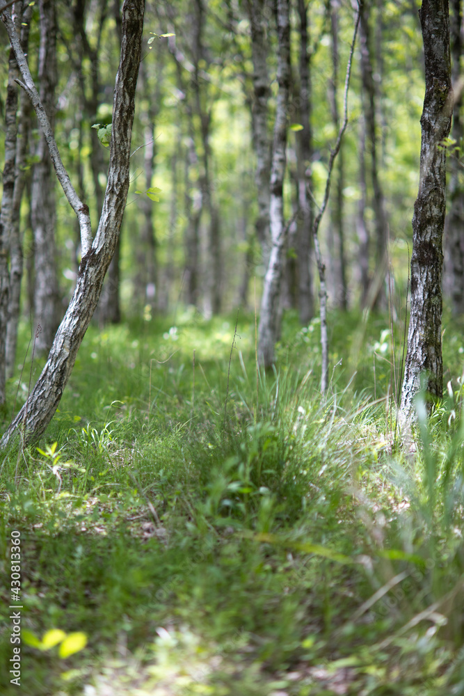 Naklejka premium 新緑の森