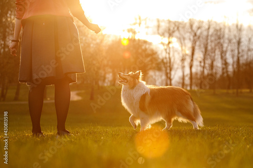 A dog with an owner in a park. photo