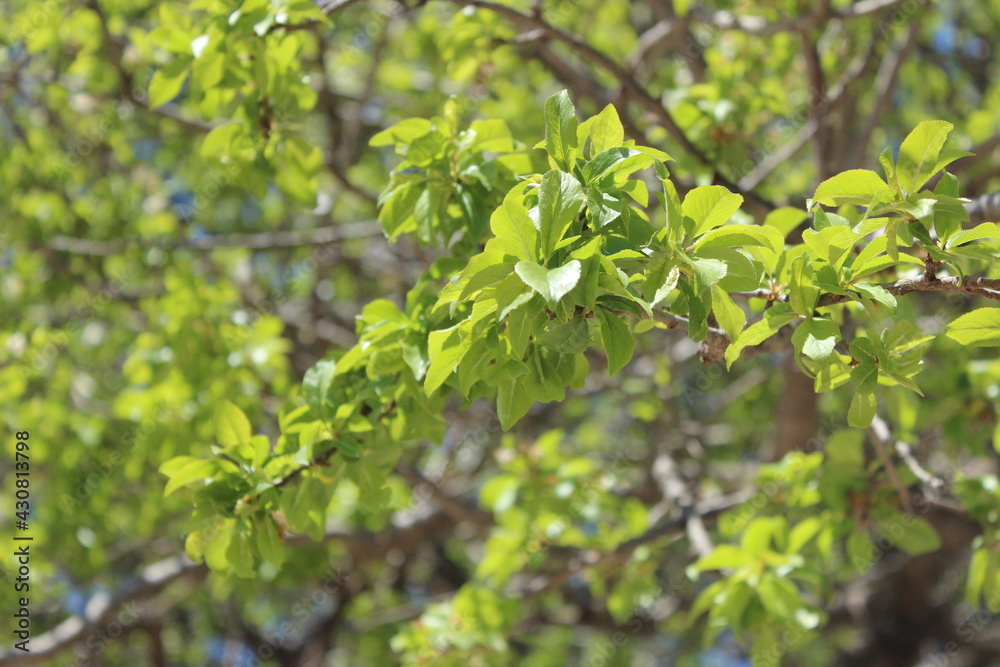 green leaves background green leaves background