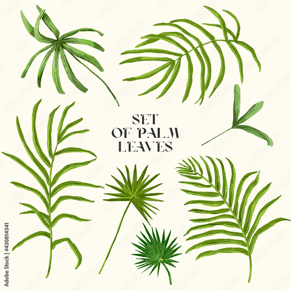 Colorful palm leaves isolated on white background. Set of palm leaves Colorful palm leaves isolated on white background. Set of palm leaves