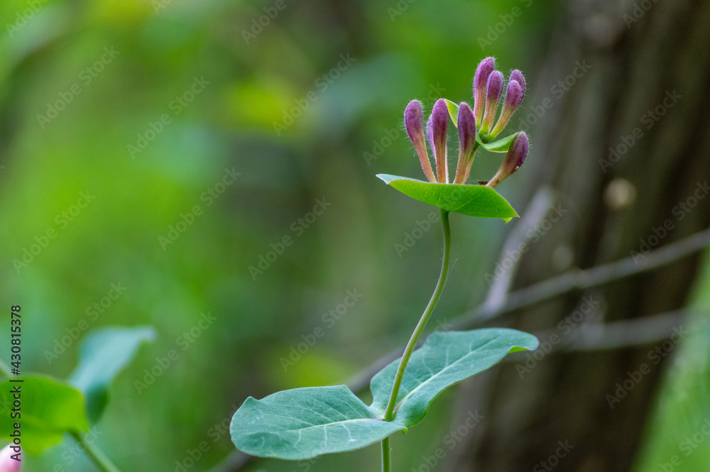 A new flower blooming in spring A new flower blooming in spring