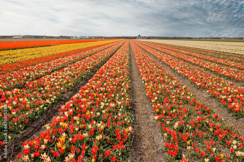 Beautiful tulip fields with brightly colored tulips on the farmland in the North Holland countryside, the Netherlands