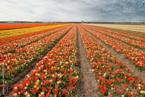 Beautiful tulip fields with brightly colored tulips on the farmland in the North Holland countryside, the Netherlands