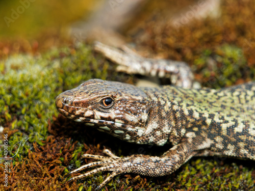 European wall lizard on a mossy surface, close-up