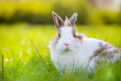 Cute bunny in the green meadow in nature. Spring landscape with grass and sun. 