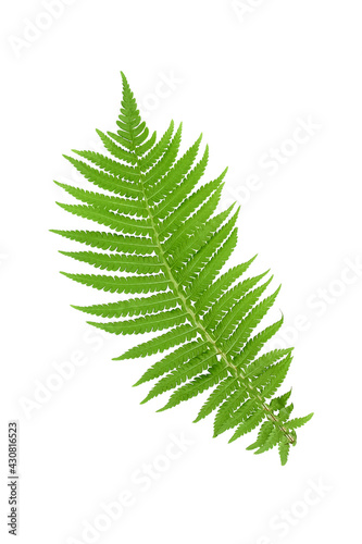 Fern leaf isolated on white background. Fern leaf, Ornamental foliage, Fern isolated on white background, with clipping path © Oksana