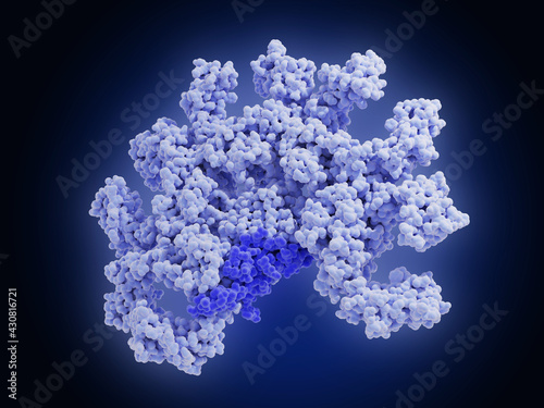 Pentameric immunoglobulin M (IgM) molecule. IgM is the first antibody that appears after exposure to an antigen. The dark blue subunit is the J chain.