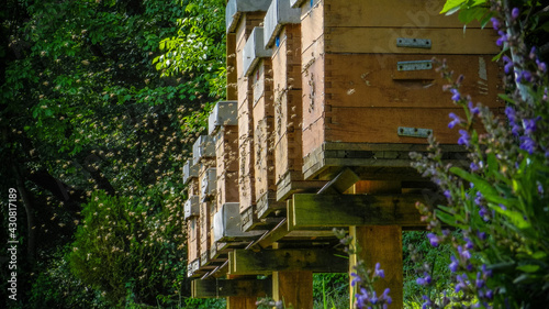 Scenes beehives with bees in nature. photo