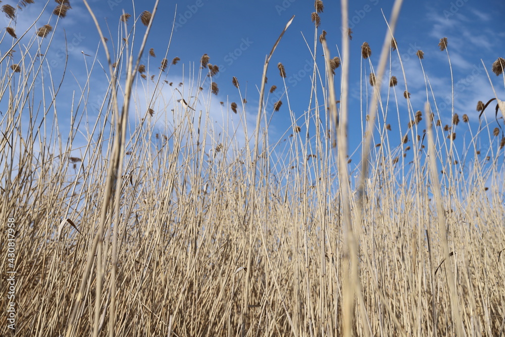 Fototapeta premium reeds in the water