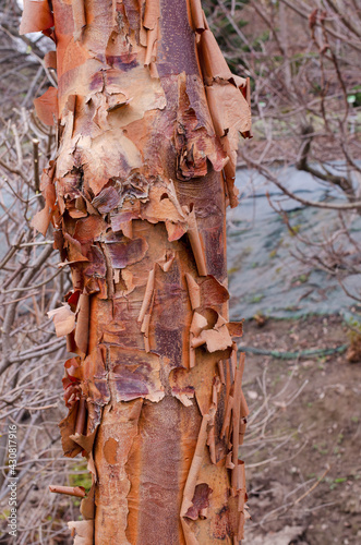 ACER GRISEUM (PAPERBARK MAPLE) bark. photo