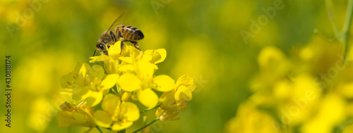 Close up shot of the bee collecting the nectar and pollen from the broccoli plant on a day in the spring season. Honeybee is an insect that works hard