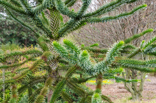 Araucaria araucana (molina) K. Koch - Monkey puzzle tree, Chilean pine. Endangered plant in red book.