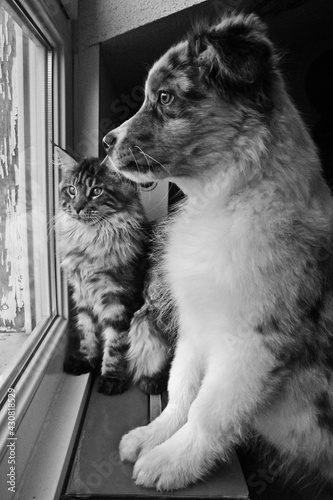 Berger Australien et Maine Coon