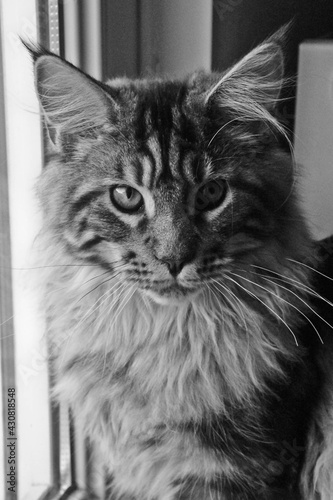 Maine Coon