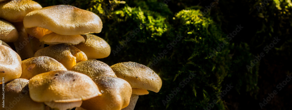 Pioppini mushrooms with moss in the background Pioppini mushrooms with moss in the background