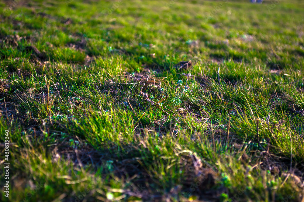 Green spring grass, meadow grass, spring green. Green spring grass, meadow grass, spring green.