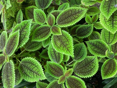 close up of Moon Valley Pilea leaves