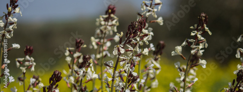 Close-up of arugula (Eruca sativa) flowers with white petals and purple veins. Photo taken in nature.