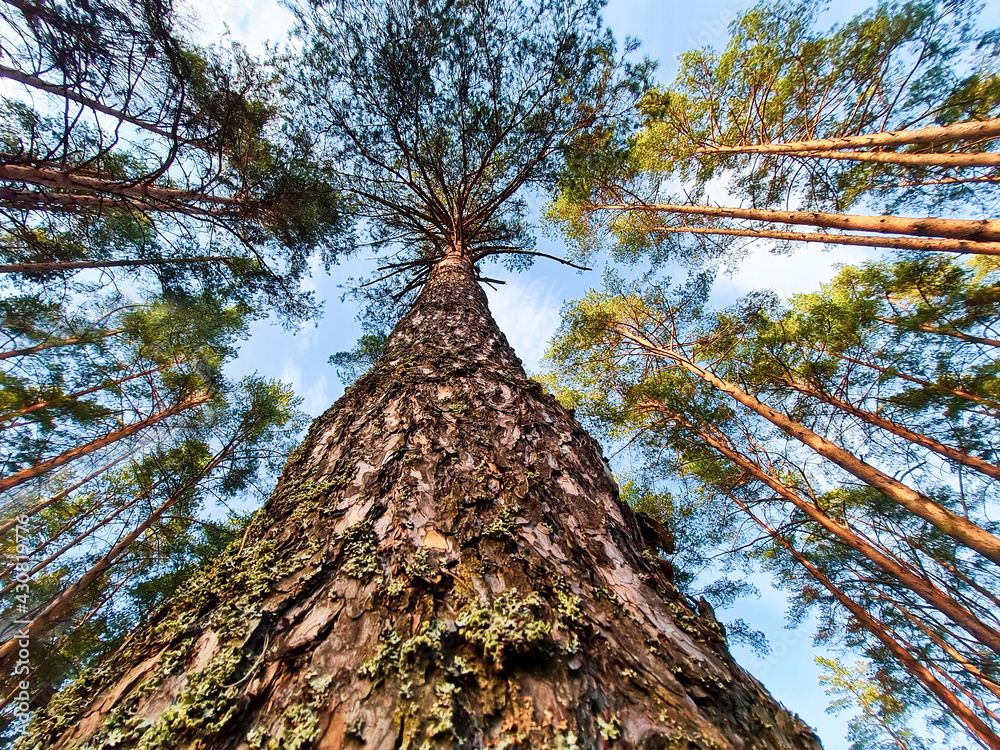 Bottom view of pine trunk. Tall trees in the summer forest. Ecology and environmental conservation concept. Bottom view of pine trunk. Tall trees in the summer forest. Ecology and environmental conservation concept.