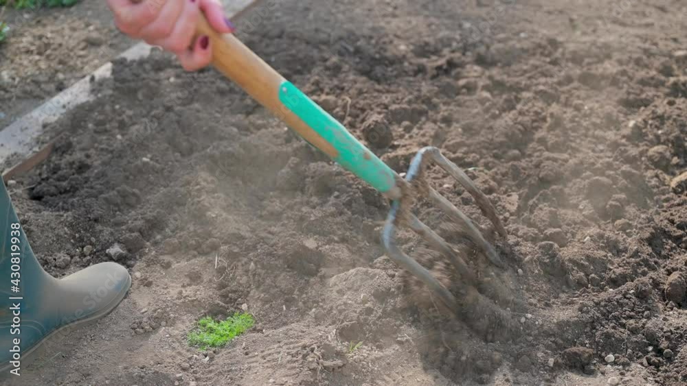 Close up of digging spring soil with shovel preparing it for new sowing season Close up of digging spring soil with shovel preparing it for new sowing season