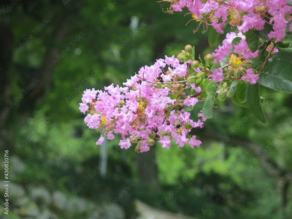 Crape myrtle in the Tukuba mountain Crape myrtle in the Tukuba mountain