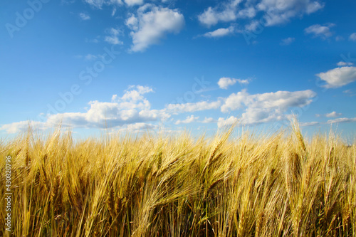 Wheat field with sunny blue sky