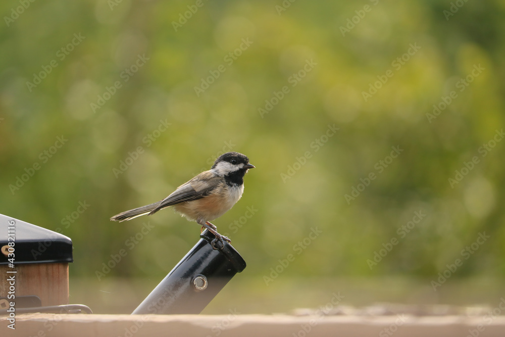 Fototapeta premium Black-capped chickadee