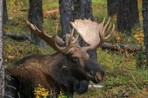 Moose resting