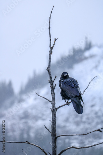 Raven observing its surroundings