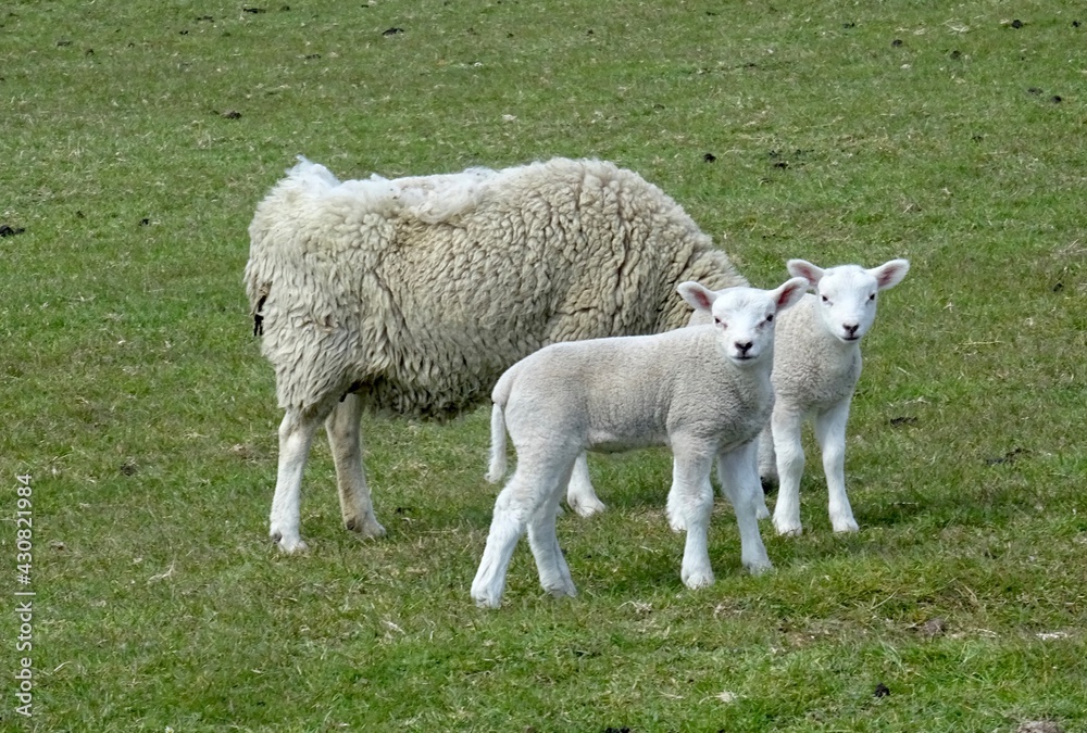 Obraz premium sheep and lambs