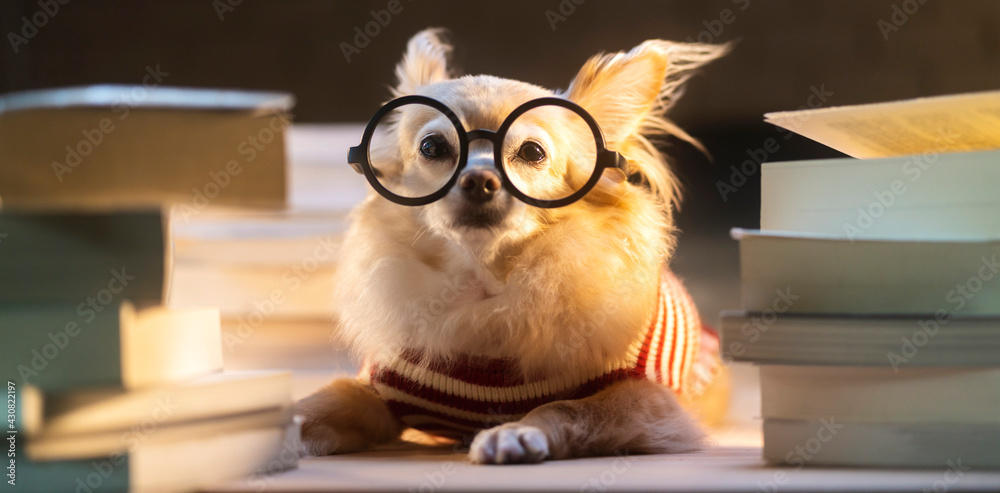 Nerd Chihuahua senior dog wear glasses working hard with laptop and stack of books work at home animal