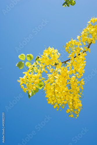 Fotografija A branch with yellow pendulous flowers of laburnum