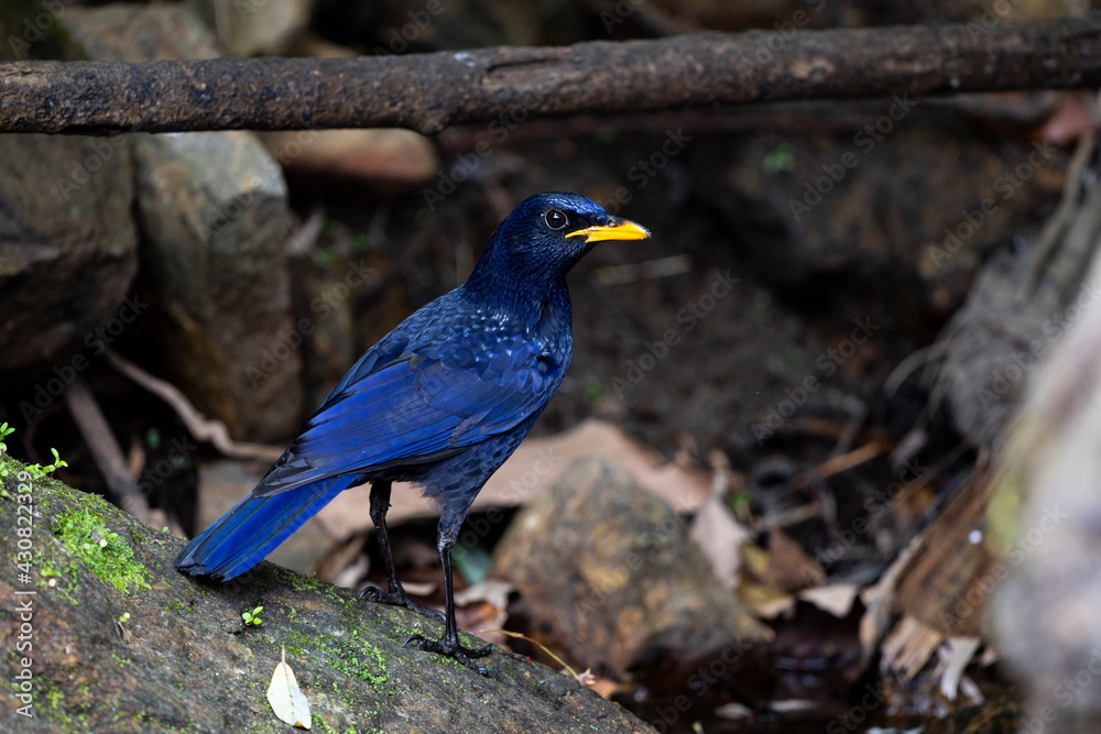 Blue - whistling Thrush