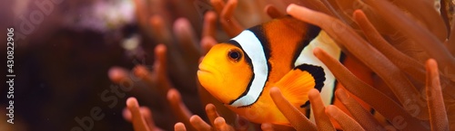 Obraz na plátně Amphiprion Ocellaris clownfish In marine aquarium